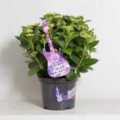 Hortensia Deep Purple Dance (Hydrangea 'Music Collection') 10 Hortensia Deep Purple Dance (Hydrangea 'Music Collection') -Garden Plants Series Store hydrangea deep purple dance c5 4