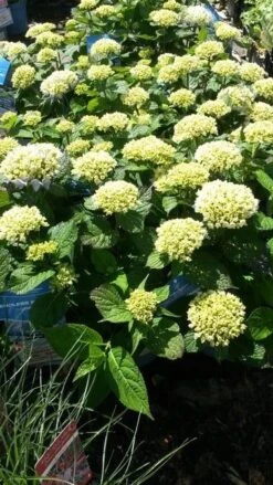 Hortensia (Hydrangea 'Endless Summer The Bride') 9 Hortensia (Hydrangea 'Endless Summer The Bride') -Garden Plants Series Store hydrangea endless summer 1 1