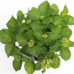 Hortensia Blauw (Hydrangea 'Forever&Ever') -Garden Plants Series Store hydrangea forever ever blue boven bewerkt 1