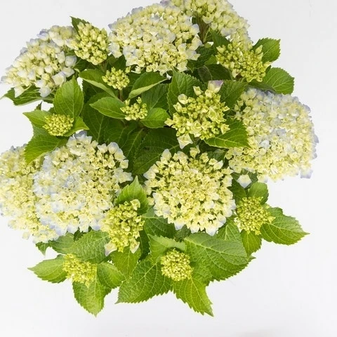 Hortensia Wit (Hydrangea 'Forever&Ever') 4 Hortensia Wit (Hydrangea 'Forever&Ever') - Image 2