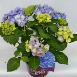 Hortensia Blauw (Hydrangea 'Forever&Ever') -Garden Plants Series Store hydrangea forever ever blue hoek 17 10 1