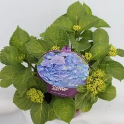 Hortensia Blauw (Hydrangea 'Forever&Ever') 12 Hortensia Blauw (Hydrangea 'Forever&Ever') -Garden Plants Series Store hydrangea forever ever blue hoek bewerkt