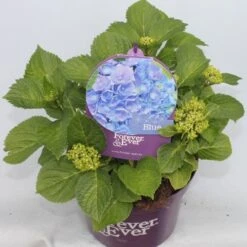 Hortensia Blauw (Hydrangea 'Forever&Ever') 16 Hortensia Blauw (Hydrangea 'Forever&Ever') -Garden Plants Series Store hydrangea forever ever blue voor bewerkt