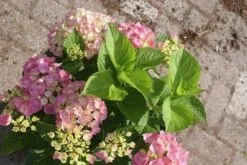 Hortensia Roze (Hydrangea 'Forever&Ever' Pink) -Garden Plants Series Store hydrangea forever ever pink 1
