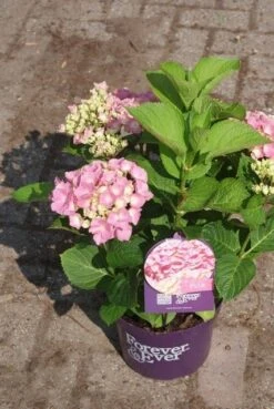Hortensia Roze (Hydrangea 'Forever&Ever' Pink) -Garden Plants Series Store hydrangea forever ever pink 3