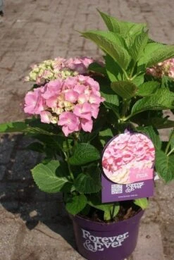 Hortensia Roze (Hydrangea 'Forever&Ever' Pink) -Garden Plants Series Store hydrangea forever ever pink 4 1