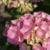 Hortensia Roze (Hydrangea 'Forever&Ever' Pink) -Garden Plants Series Store hydrangea forever ever pink 5