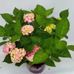 Hortensia Roze (Hydrangea 'Forever&Ever' Pink) -Garden Plants Series Store hydrangea forever ever pink hoek 17 10