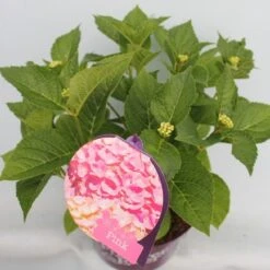 Hortensia Roze (Hydrangea 'Forever&Ever' Pink) -Garden Plants Series Store hydrangea forever ever pink hoek bewerkt 1