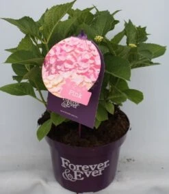 Hortensia Roze (Hydrangea 'Forever&Ever' Pink) -Garden Plants Series Store hydrangea forever ever pink voor bewerkt 1