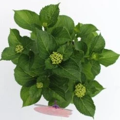 Hortensia Rood (Hydrangea 'Forever&Ever') -Garden Plants Series Store hydrangea forever ever red boven bewerkt 1