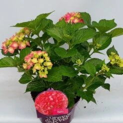 Hortensia Rood (Hydrangea 'Forever&Ever') -Garden Plants Series Store hydrangea forever ever red hoek 17 10 1