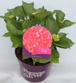 Hortensia Rood (Hydrangea 'Forever&Ever') -Garden Plants Series Store hydrangea forever ever red voor bewerkt