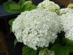 Hortensia (Hydrangea 'Strong Annabelle') 27 Hortensia (Hydrangea 'Strong Annabelle') -Garden Plants Series Store hydrangea incrediball bloem