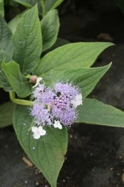 Hortensia (Hydrangea Involucrata) -Garden Plants Series Store hydrangea involucrata 4 1