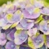 Hortensia (Hydrangea 'Magical Jewel Blue') -Garden Plants Series Store hydrangea macr magical amethyst blue kopie 1