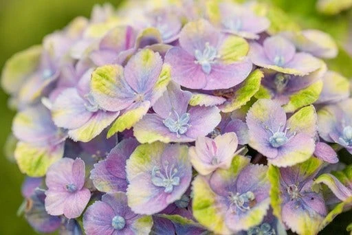 Hortensia (Hydrangea 'Magical Jewel Blue') 3 Hortensia (Hydrangea 'Magical Jewel Blue')