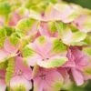 Hortensia (Hydrangea 'Magical Jewel Pink') -Garden Plants Series Store hydrangea macr magical amethyst pink kopie 1