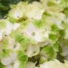 Hortensia (Hydrangea Magical Noblesse) -Garden Plants Series Store hydrangea macr magical noblesse kopie 2