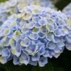 Hortensia (Hydrangea Magical Revolution Blue) -Garden Plants Series Store hydrangea macr magical revolution blue kopie