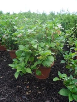 Hortensia (Hydrangea Macrophylla 'Soeur Therese') -Garden Plants Series Store hydrangea macrophylla soeur therese c50 2