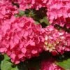 Hortenisa (Hydrangea Macrophylla 'Tovelit') -Garden Plants Series Store hydrangea macrophylla tovelit