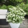 Hortensia (Hydrangea 'Prim White') 1 Hortensia (Hydrangea 'Prim White') -Garden Plants Series Store hydrangea pan. prim white