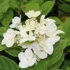 Pluimhortensia (Hydrangea Paniculata 'Dart's Little Dot') 2 Pluimhortensia (Hydrangea Paniculata 'Dart's Little Dot') -Garden Plants Series Store hydrangea paniculata darts little dot 1