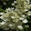 Pluimhortensia (Hydrangea Paniculata 'Dharuma') -Garden Plants Series Store hydrangea paniculata dharuma 2