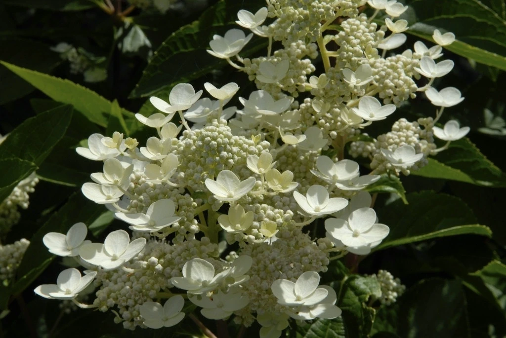 Pluimhortensia (Hydrangea Paniculata 'Dharuma') 3 Pluimhortensia (Hydrangea Paniculata 'Dharuma')