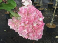 Pluimhortensia Op Stam (Hydrangea Paniculata 'Pinky Winky') 6 Pluimhortensia Op Stam (Hydrangea Paniculata 'Pinky Winky') -Garden Plants Series Store hydrangea paniculata pinky winky 3 1
