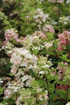 Pluimhortensia (Hydrangea Paniculata 'Unique') -Garden Plants Series Store hydrangea paniculata unique 3