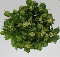 Hortensia Pink Pop (Hydrangea 'Music Collection') 6 Hortensia Pink Pop (Hydrangea 'Music Collection') -Garden Plants Series Store hydrangea pink pop c5 4 2