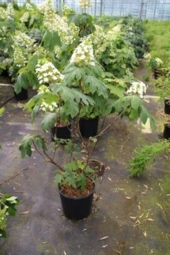 Eikenbladhortensia (Hydrangea Quercifolia) -Garden Plants Series Store hydrangea quercifolia