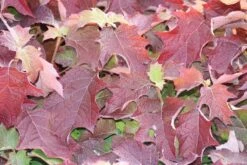 Eikenbladhortensia (Hydrangea Quercifolia) -Garden Plants Series Store hydrangea quercifolia 1