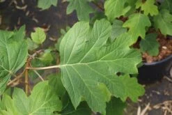 Eikenbladhortensia (Hydrangea Quercifolia) -Garden Plants Series Store hydrangea quercifolia 4