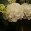 Hortensia (Hydrangea Macrophylla 'Schneeball') -Garden Plants Series Store hydrangea schneeball 2 1 1