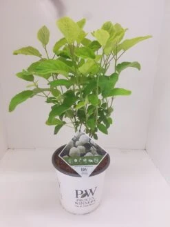 Hortensia (Hydrangea 'Strong Annabelle') -Garden Plants Series Store hydrangea strong annabel 1