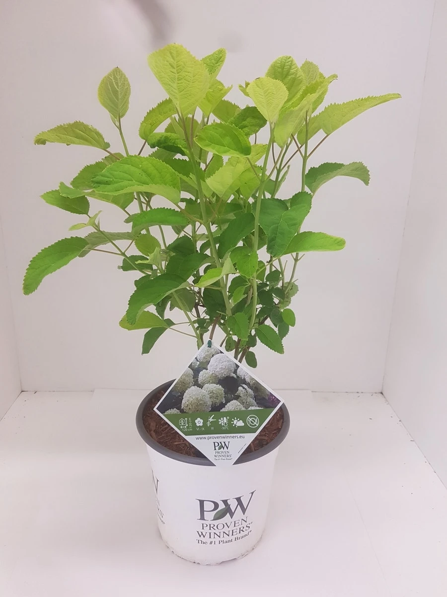 Hortensia (Hydrangea 'Strong Annabelle') 8 Hortensia (Hydrangea 'Strong Annabelle') - Image 6