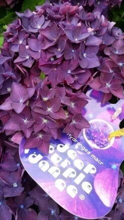 Hortensia Deep Purple Dance (Hydrangea 'Music Collection') -Garden Plants Series Store hydrangeadeeppurpledance01 1