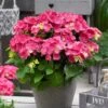Hortensia Rood (Hydrangea 'Forever&Ever') -Garden Plants Series Store hydrangeaforeverandeverroodv01 1