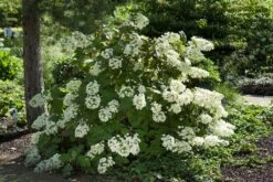 Eikenbladhortensia (Hydrangea Quercifolia) -Garden Plants Series Store hydrangeaquercifoliastruikv01