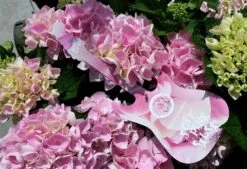 Hortensia Soft Pink Salsa (Hydrangea 'Music Collection') -Garden Plants Series Store hydrangeasoftpinksalsa01 1