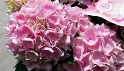 Hortensia Soft Pink Salsa (Hydrangea 'Music Collection') 9 Hortensia Soft Pink Salsa (Hydrangea 'Music Collection') -Garden Plants Series Store hydrangeasoftpinksalsa02 1