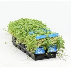 Bonte Waternavel (Hydrocotyle Sib. 'Variegata') 8 Bonte Waternavel (Hydrocotyle Sib. 'Variegata') -Garden Plants Series Store hydrocotyle sib. var. 20180424214355