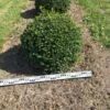 Hulst Als Bolvorm (Ilex Aquifolium) -Garden Plants Series Store ilex aquifolium 70 cm breed bol drkl 1