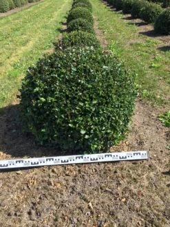 Hulst Als Bolvorm (Ilex Aquifolium) -Garden Plants Series Store ilex aquifolium 80 cm breed bol drkl 1