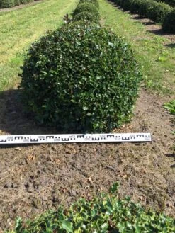 Hulst Als Bolvorm (Ilex Aquifolium) -Garden Plants Series Store ilex aquifolium 90 cm breed bol drkl 1