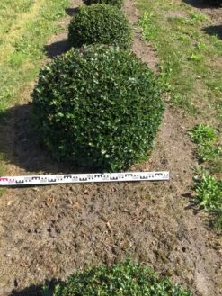 Hulst Als Bolvorm (Ilex Aquifolium) -Garden Plants Series Store ilex aquifolium 90 cm breed bol drkl 3