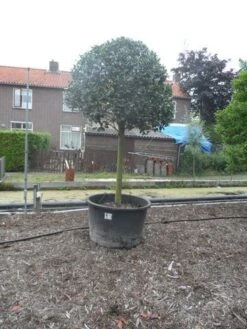 Hulst Op Stam (Ilex Aquifolium) -Garden Plants Series Store ilex aquifolium halfstam 30 35